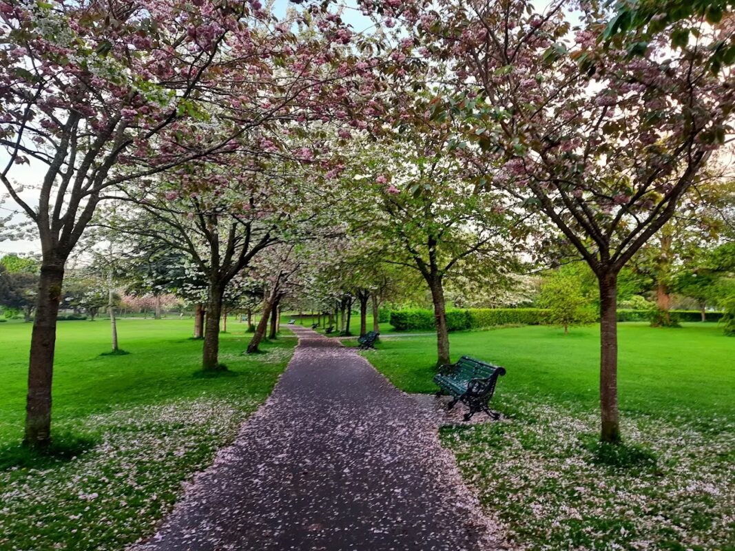 Cherry blossoms in Herbert Park Dublin 4 near EirStay corporate stays and short-term accommodation